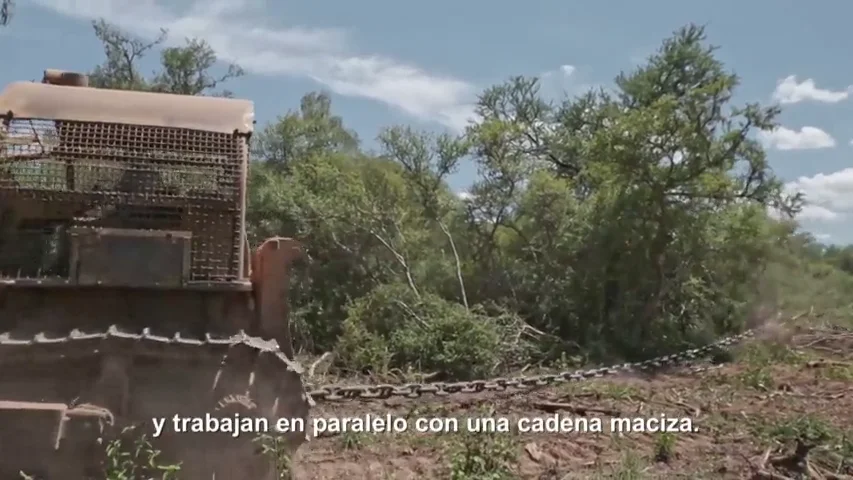 Con grandes tractores que arrastran cadenas: así se acaba con árboles de más de 100 años en el Gran Chaco