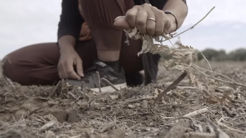 Enviado Especial comprueba las consecuencias negativas del cultivo de soja para el suelo 