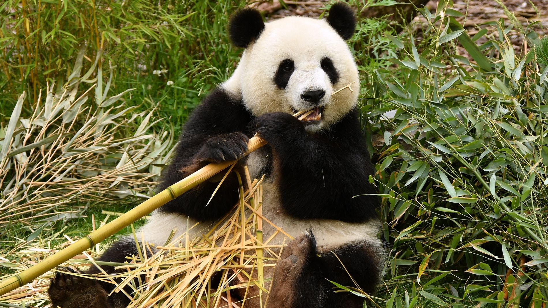 El ultimo oso panda de Europa vivio en la peninsula iberica