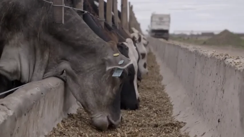 Así funcionan los 'feedlots': la soja es el alimento básico en los corrales de engorde de vacas, pollos y cerdos