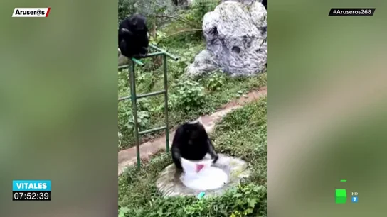 La increíble imagen de un chimpancé lavando ropa en un zoo de China La increíble imagen de un chimpancé lavando ropa en un zoo de China