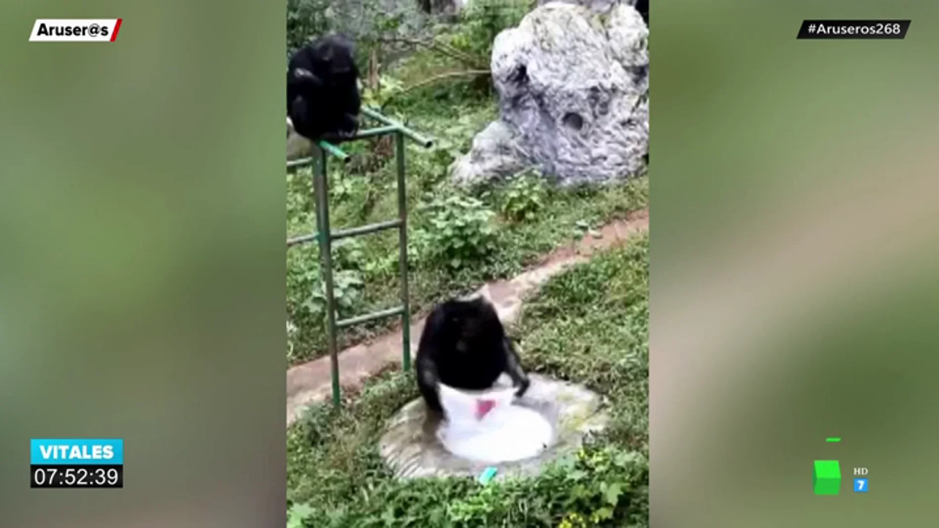 La increíble imagen de un chimpancé lavando ropa en un zoo de China