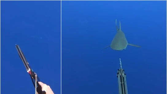 Un tiburón acecha a un buceador Un tiburón acecha a un buceador