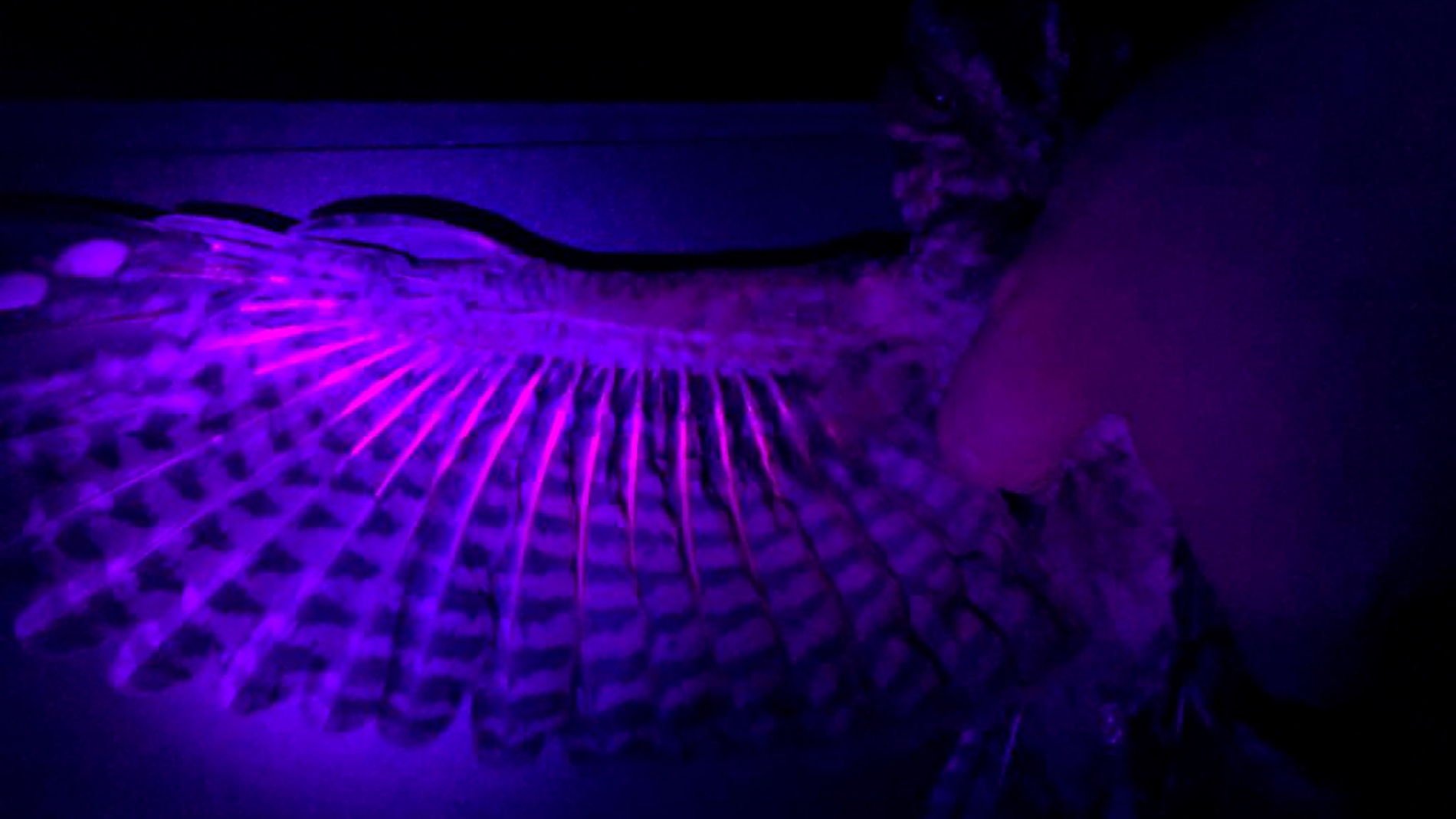 Las aves nocturnas se podrian comunicar con la fluorescencia de sus plumas