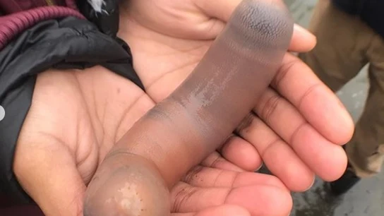 Pez pene Pez pene