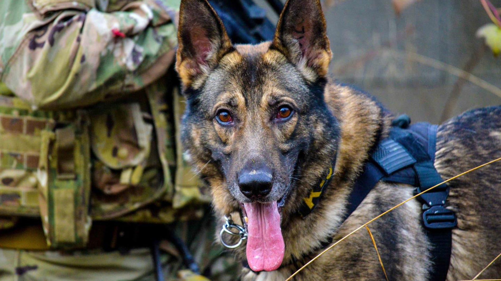 Una nueva herramienta para entrenar a los perros detectores de drogas