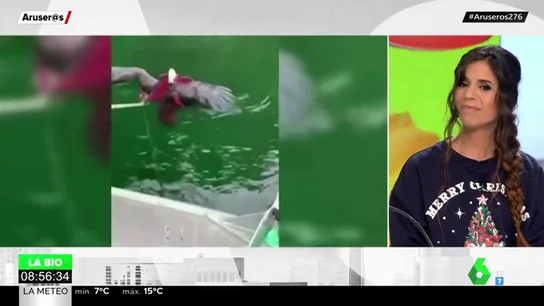 Enfrentamiento en el agua: un pulpo gigante intenta ahogar a un águila que se había abalanzado sobre él Enfrentamiento en el agua: un pulpo gigante intenta ahogar a un águila que se había abalanzado sobre él