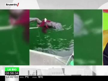Enfrentamiento en el agua: un pulpo gigante intenta ahogar a un águila que se había abalanzado sobre él Enfrentamiento en el agua: un pulpo gigante intenta ahogar a un águila que se había abalanzado sobre él
