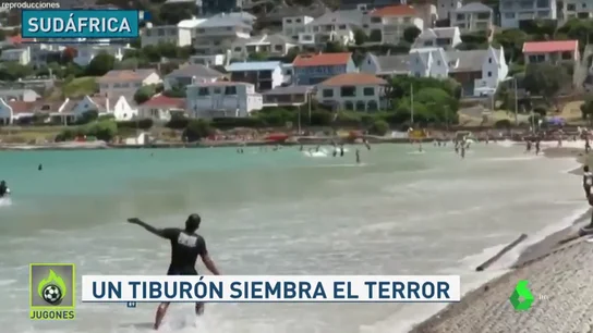 TiburonJugones TiburonJugones