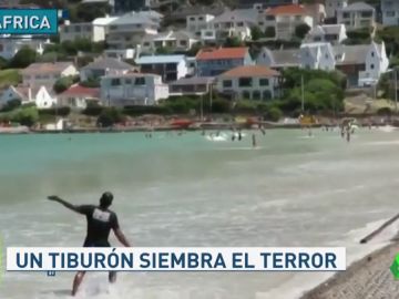 TiburonJugones TiburonJugones