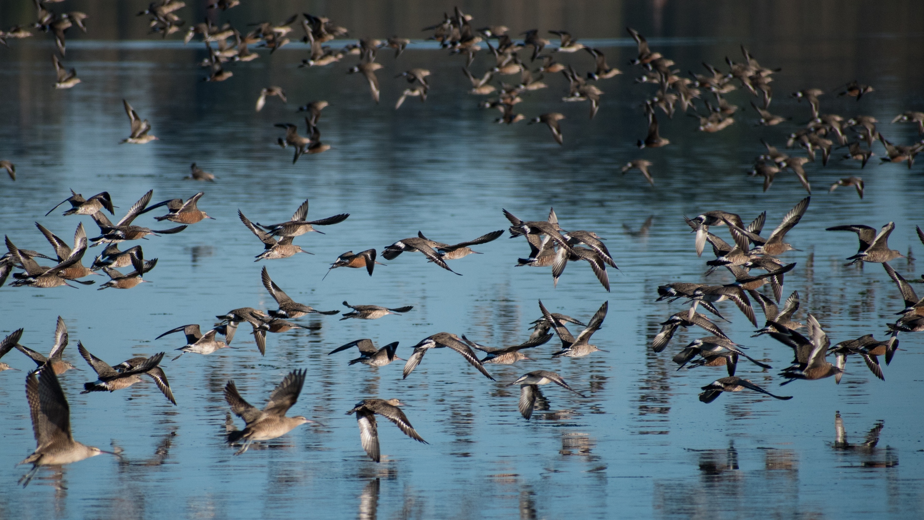 Diez mil kilometros sin escalas el secreto de las aves migratorias