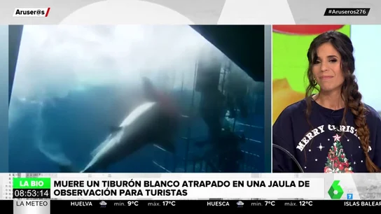 Muere desangrado un tiburón blanco atrapado en una jaula de observación para turistas Muere desangrado un tiburón blanco atrapado en una jaula de observación para turistas