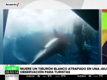 Muere desangrado un tiburón blanco atrapado en una jaula de observación para turistas Muere desangrado un tiburón blanco atrapado en una jaula de observación para turistas