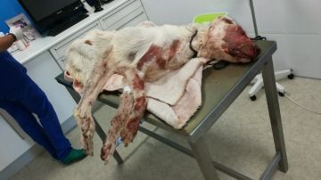 La perra presentaba "la cara destrozada" tras la brutal agresión