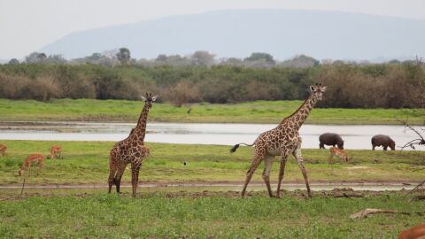 Ruta africana