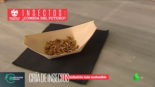 BICHOS BICHOS