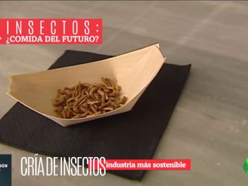BICHOS BICHOS