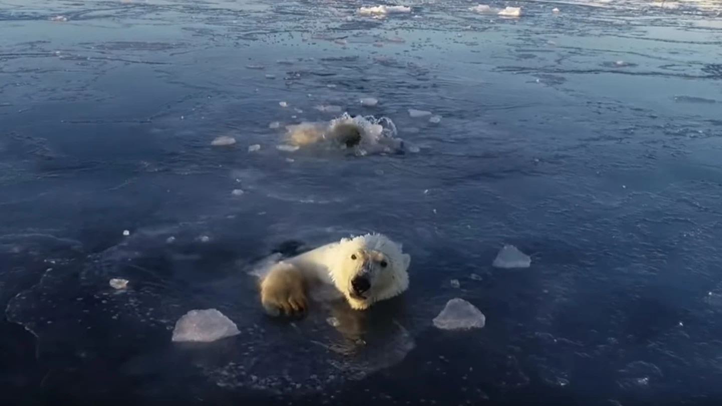 El vídeo viral de dos osos polares intentando cazar un dron en Rusia El vídeo viral de dos osos polares intentando cazar un dron en Rusia