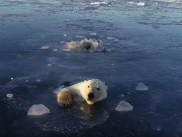 El vídeo viral de dos osos polares intentando cazar un dron en Rusia El vídeo viral de dos osos polares intentando cazar un dron en Rusia