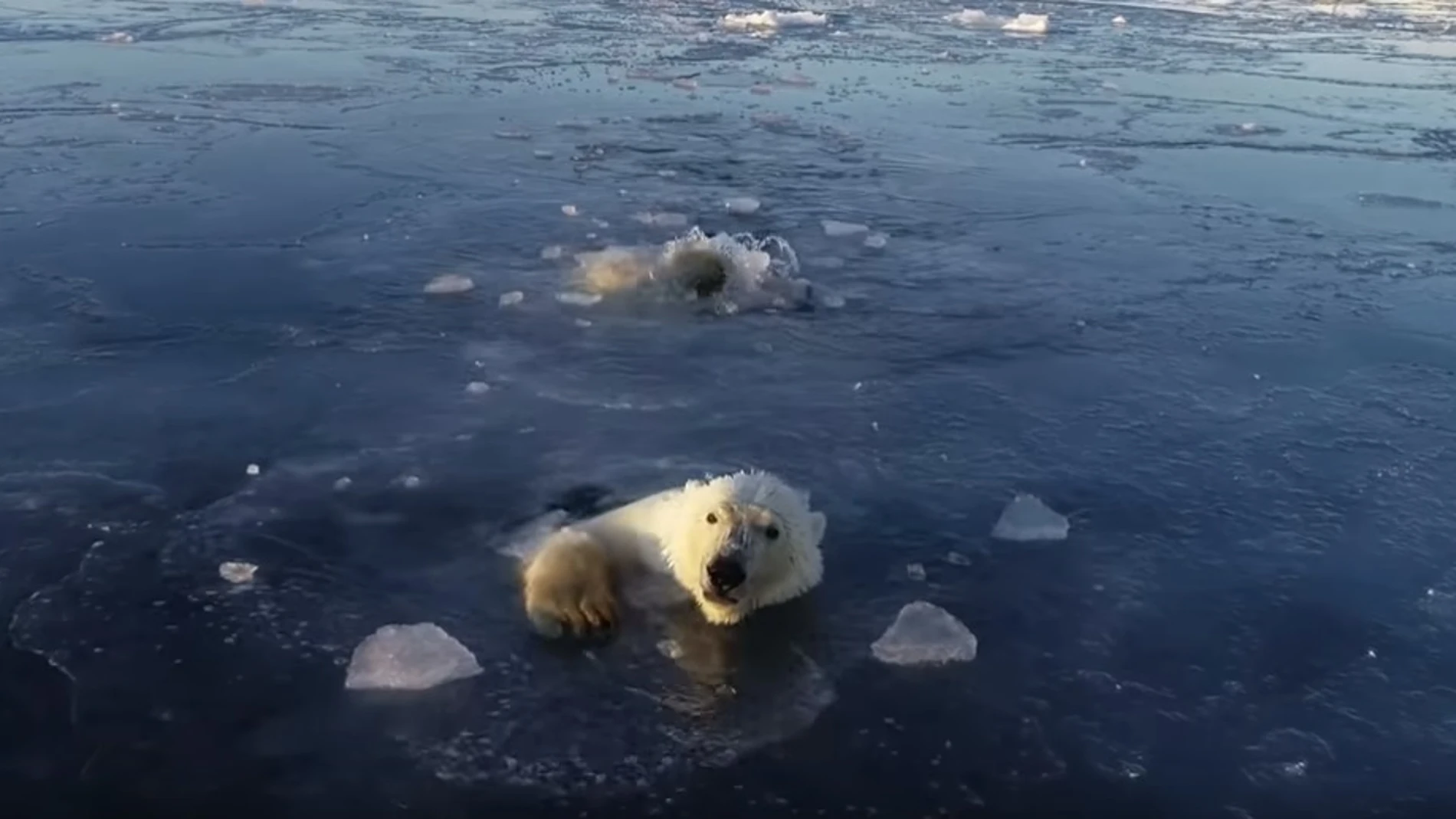 El vídeo viral de dos osos polares intentando cazar un dron en Rusia