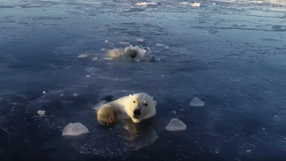 El vídeo viral de dos osos polares intentando cazar un dron en Rusia