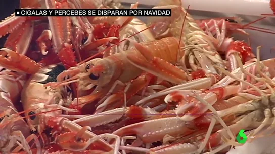Los precios se disparan antes de Navidad: el kilo de cigalas sube de 48 a 89 euros Los precios se disparan antes de Navidad: el kilo de cigalas sube de 48 a 89 euros