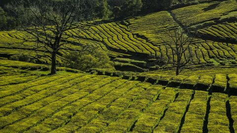 Plantación de té