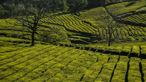 Plantación de té Plantación de té