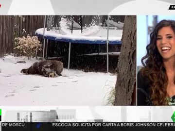 oso oso
