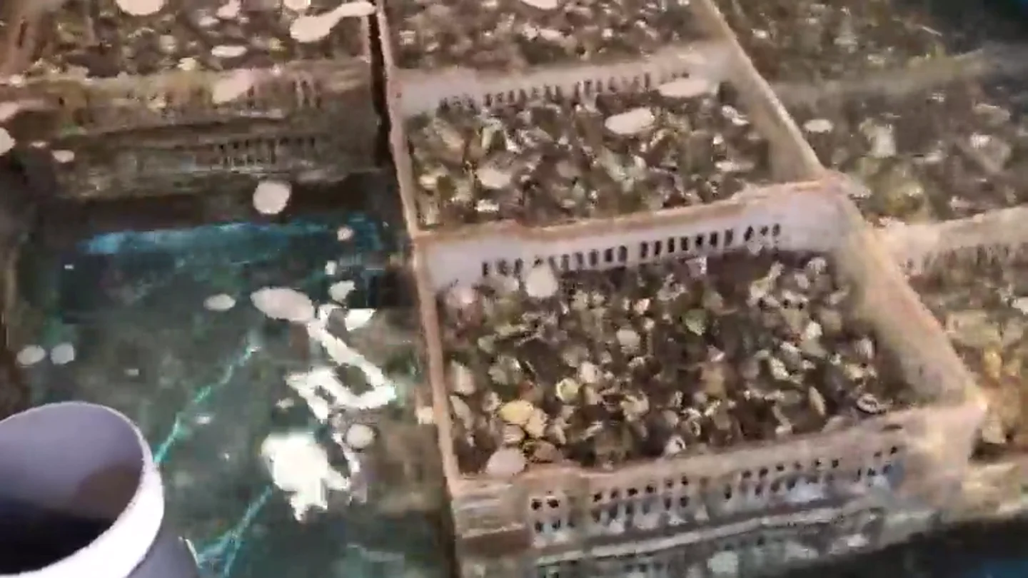 Incautan casi 40 toneladas de almejas contaminadas introducidas en España Incautan casi 40 toneladas de almejas contaminadas introducidas en España