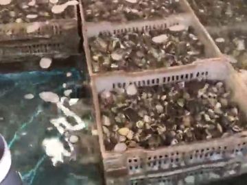 Incautan casi 40 toneladas de almejas contaminadas introducidas en España Incautan casi 40 toneladas de almejas contaminadas introducidas en España