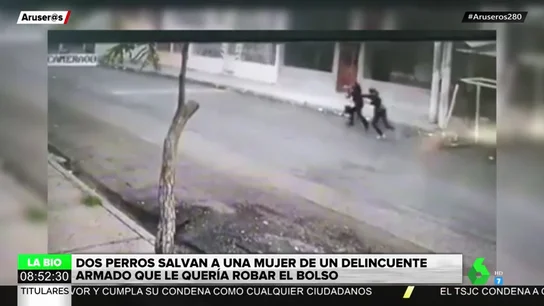 robo perro robo perro