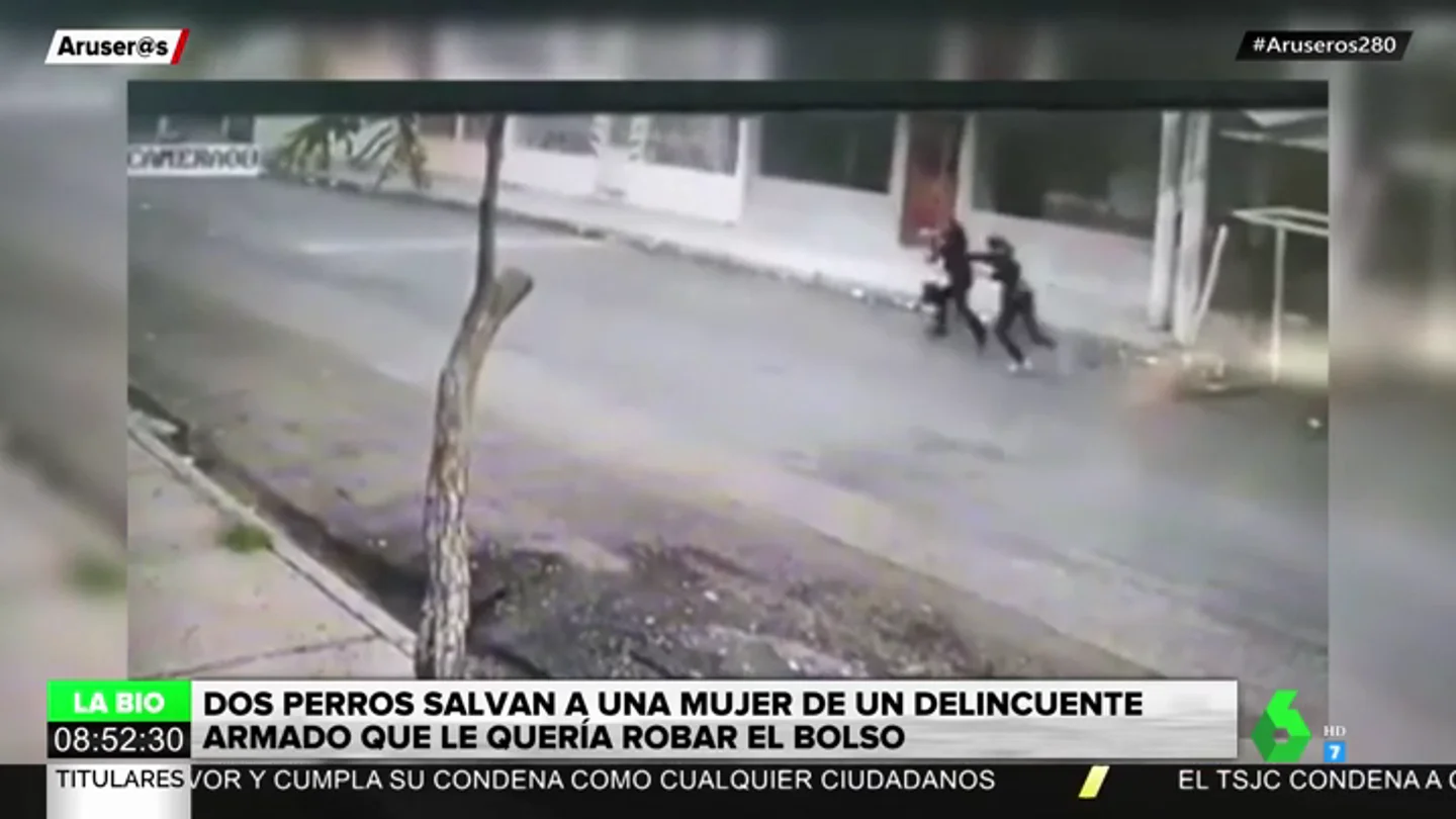 robo perro robo perro