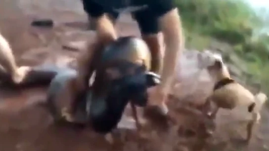 Una anaconda trata de comerse a un perro Una anaconda trata de comerse a un perro