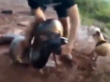 Una anaconda trata de comerse a un perro Una anaconda trata de comerse a un perro