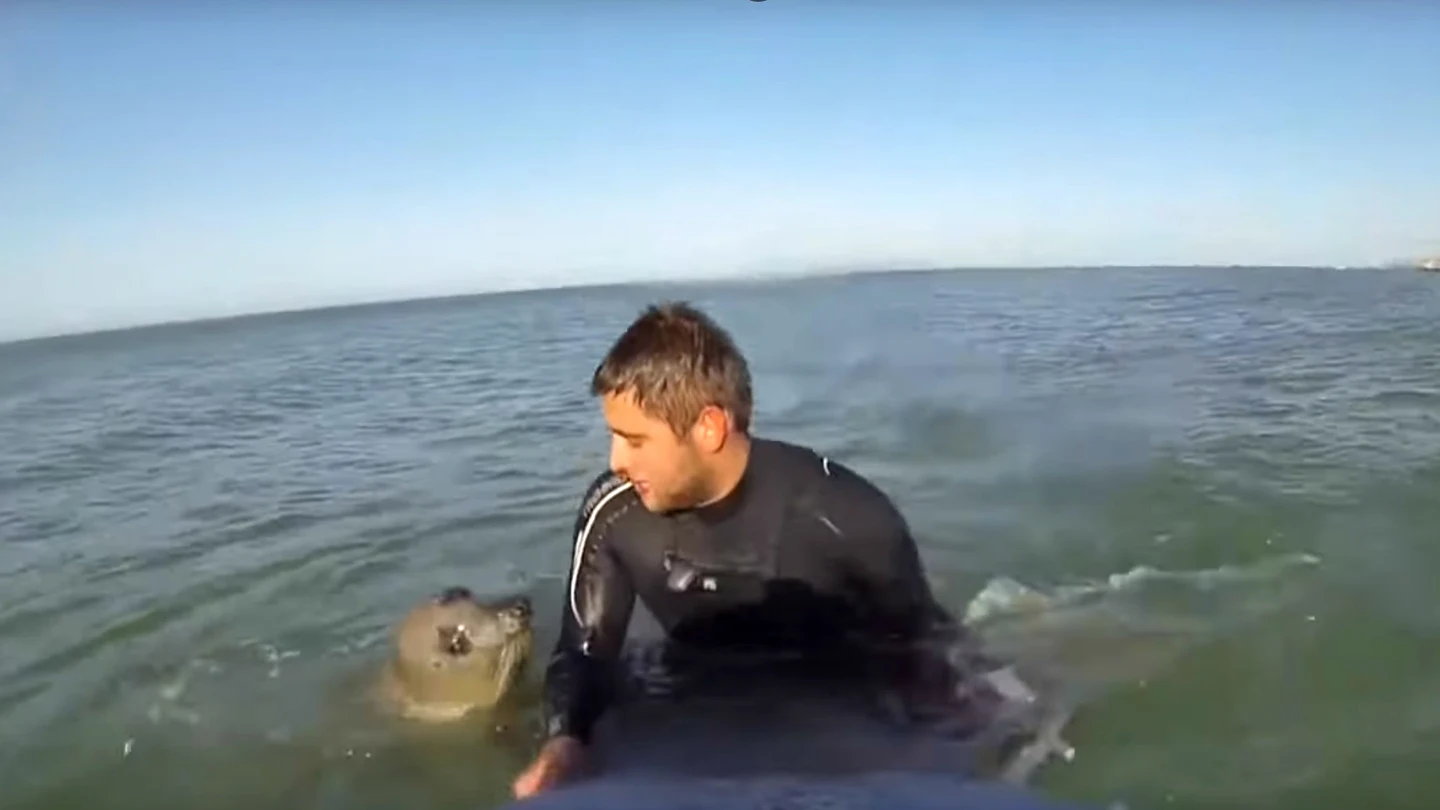 Una foca y un surfista Una foca y un surfista