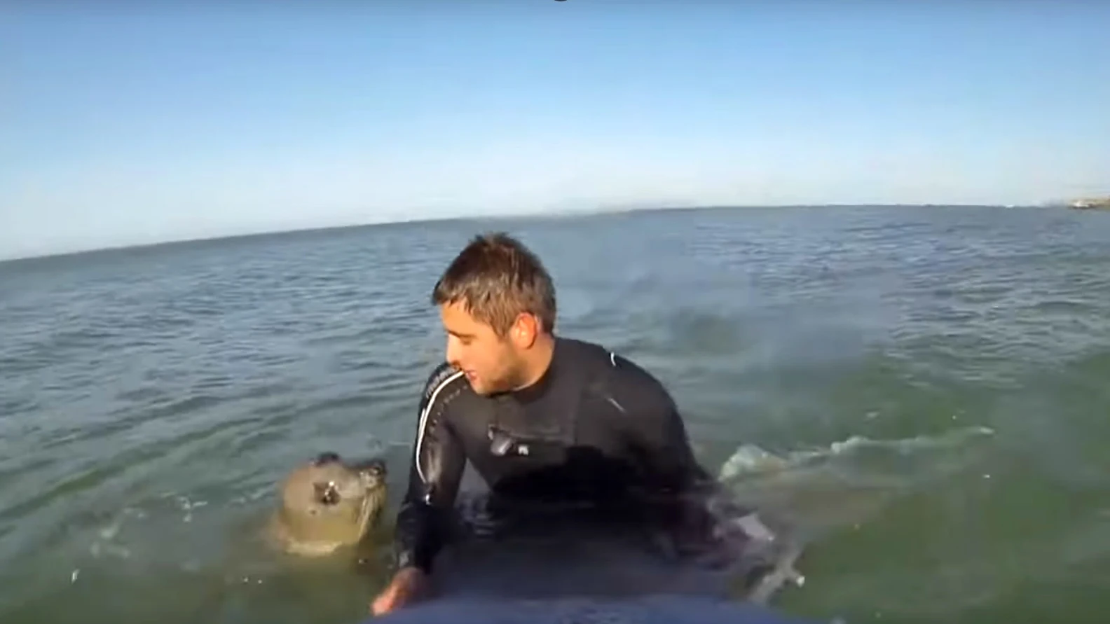 Una foca y un surfista