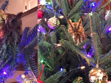 Imágenes del búho en el árbol de Navidad. Imágenes del búho en el árbol de Navidad.