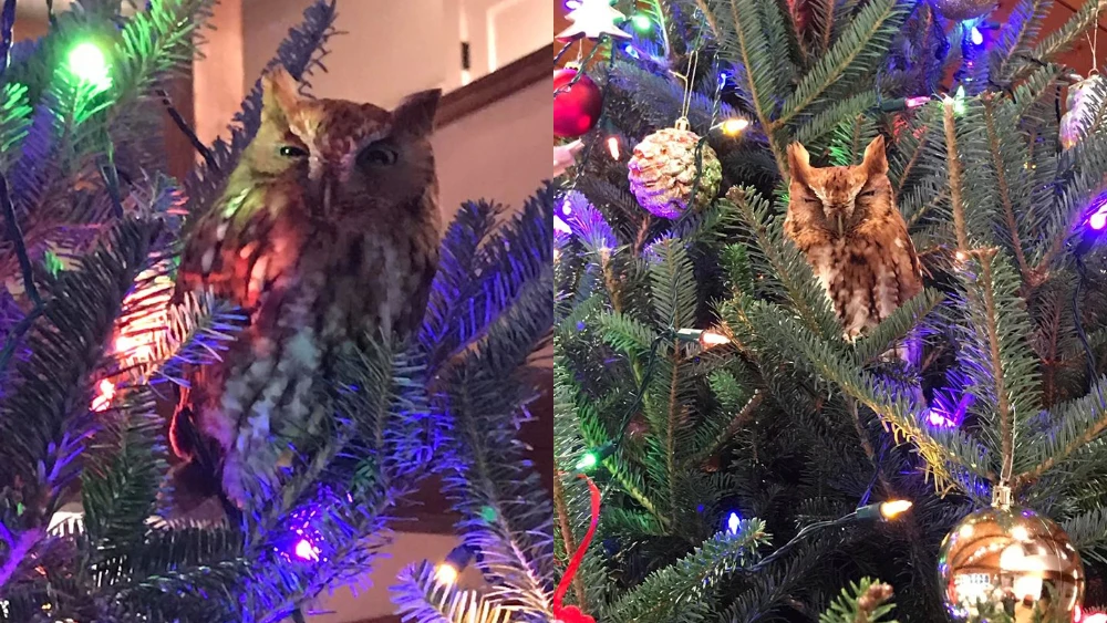 Imágenes del búho en el árbol de Navidad. 