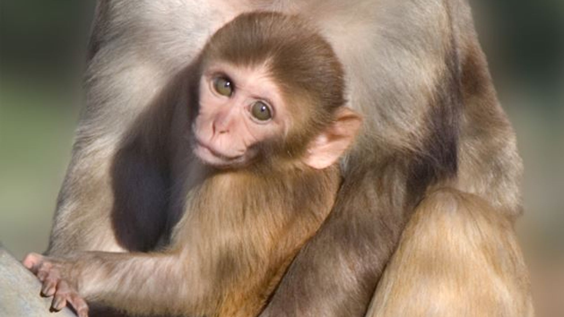Una vacuna experimental contra el zika protege a los fetos de macaco