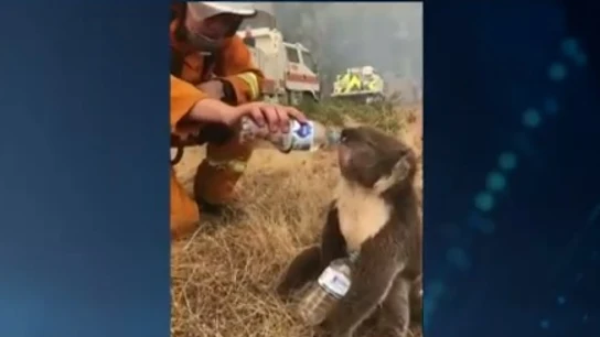 El bombero dando agua al koala El bombero dando agua al koala