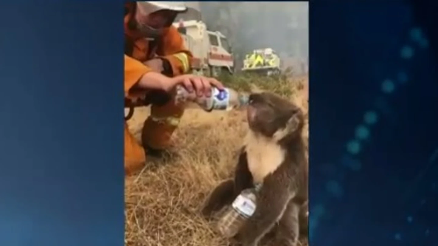El bombero dando agua al koala El bombero dando agua al koala
