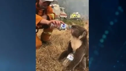 El bombero dando agua al koala