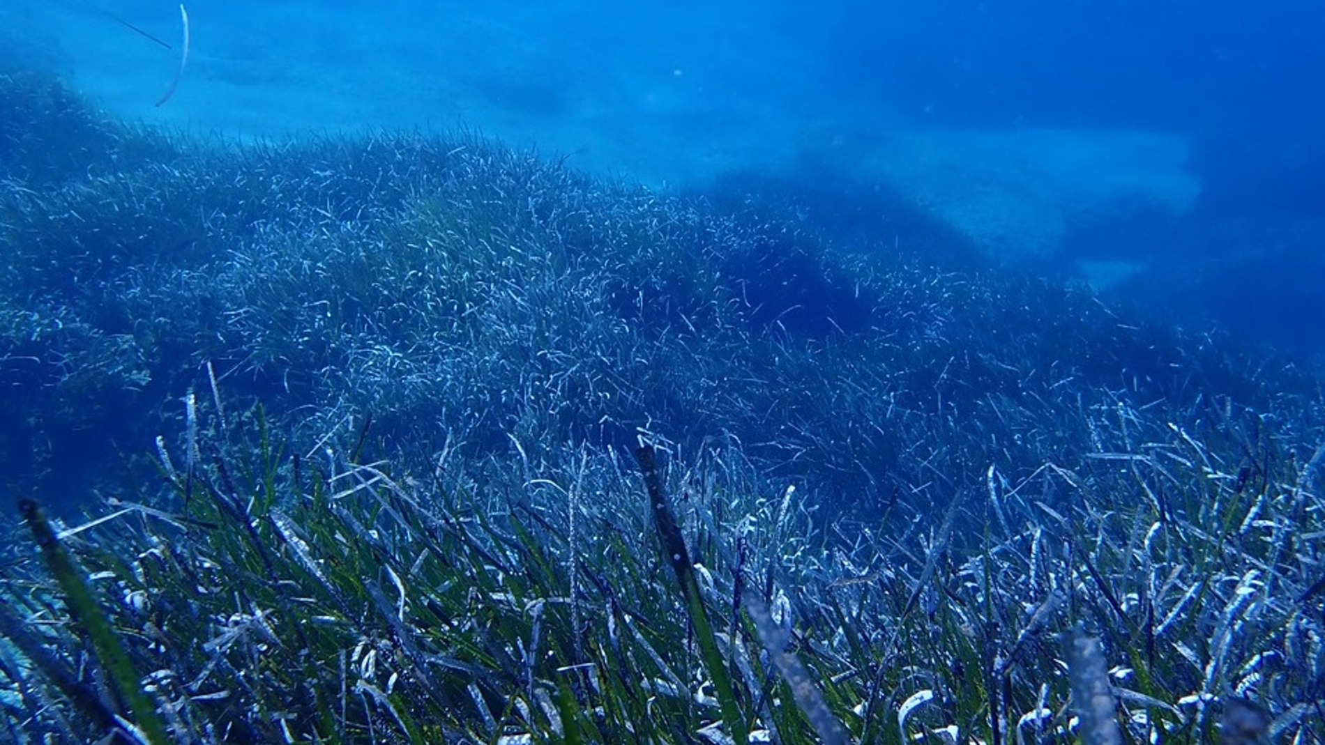 Las especies marinas podrian migrar al fondo para mantener la temperatura actual