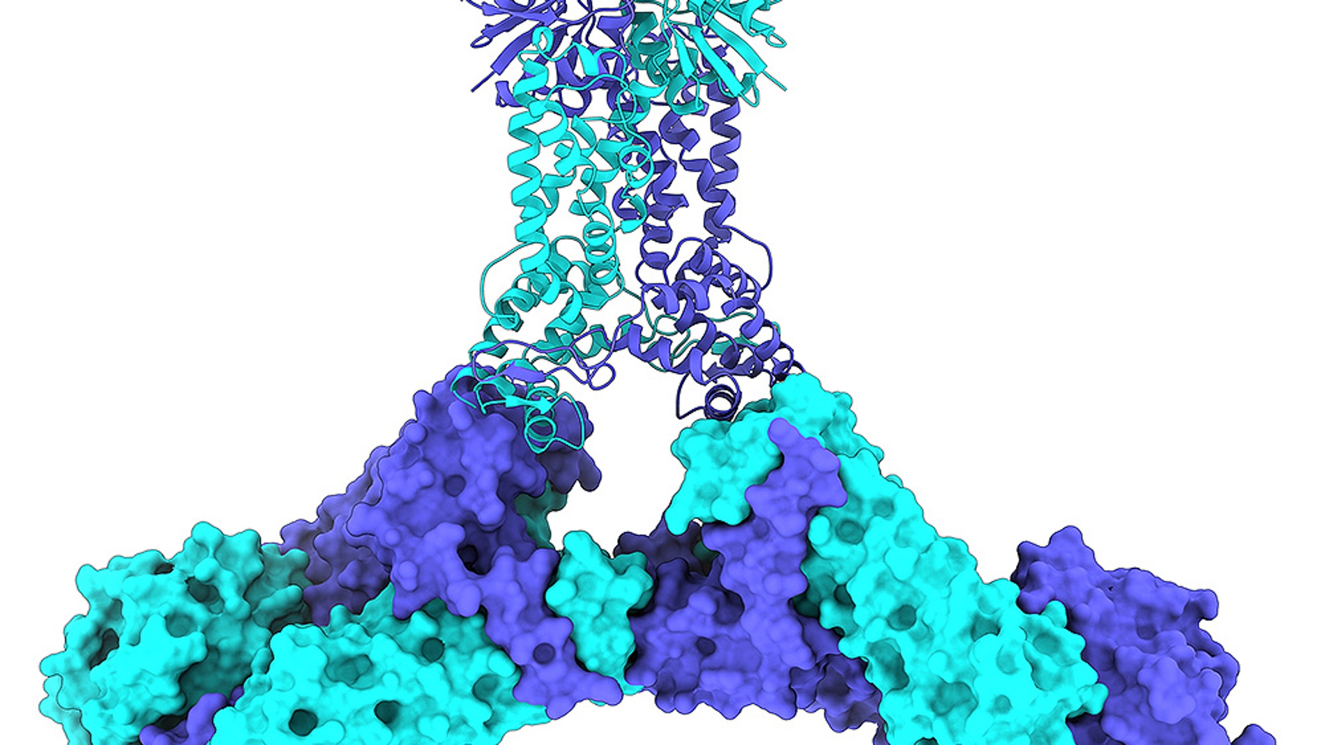 Describen como funciona el interruptor de las defensas CRISPR en bacterias
