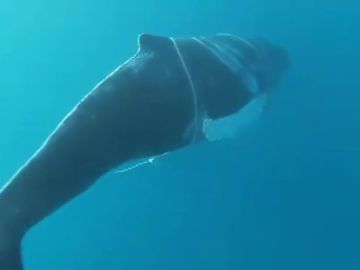 Localizan a una ballena jorobada atrapada con un cabo en el sur de Gran Canaria Localizan a una ballena jorobada atrapada con un cabo en el sur de Gran Canaria