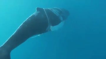 Localizan a una ballena jorobada atrapada con un cabo en el sur de Gran Canaria
