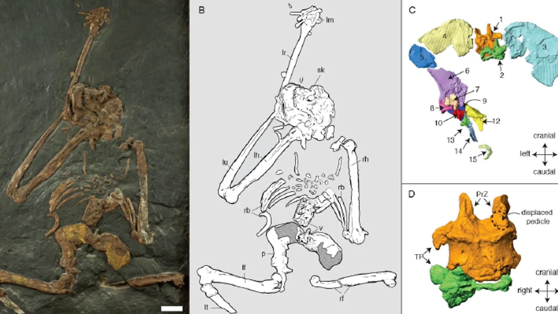 Esqueleto de Oreopithecus bambolii y detalles de la pelvis y las vértebras lumbares