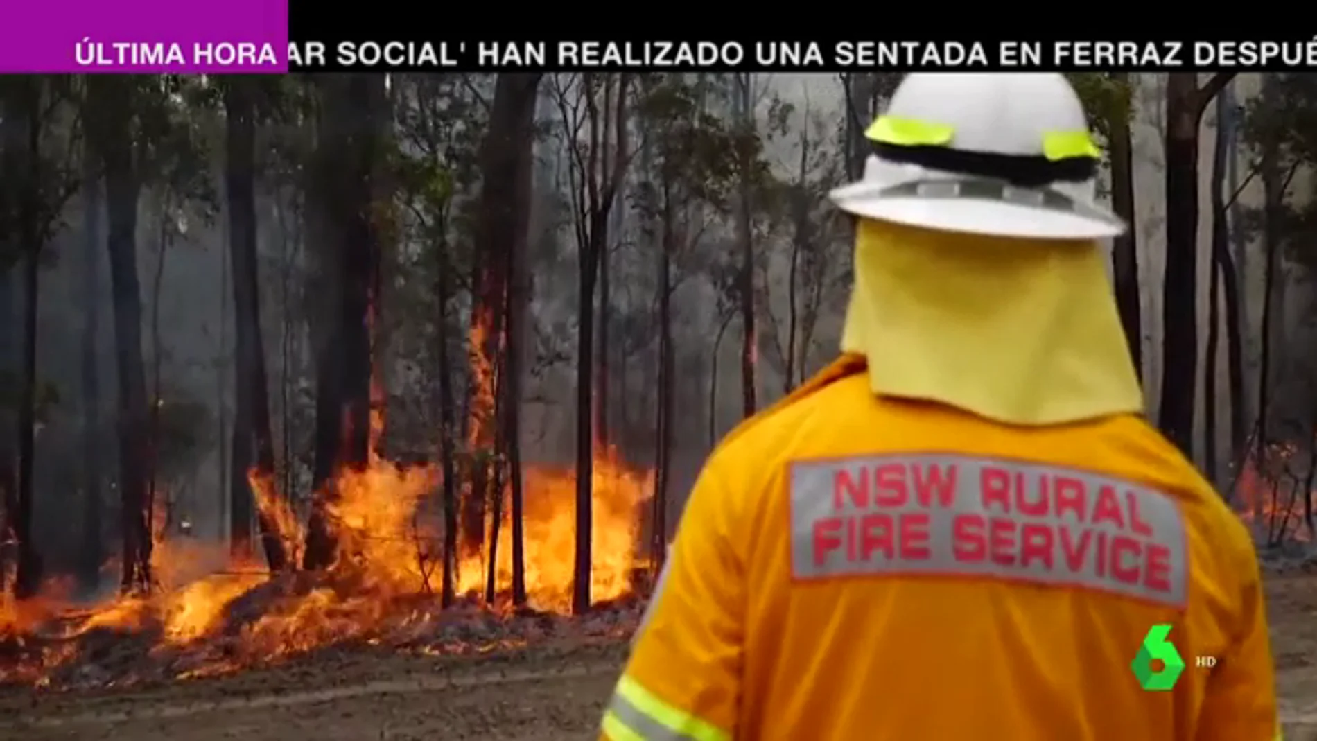 El impacto de los incendios en Australia para la flora y fauna es ya irreversible: millones de animales han muerto El impacto de los incendios en Australia para la flora y fauna es ya irreversible: millones de animales han muerto