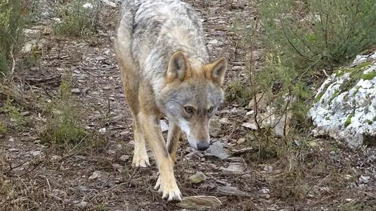 Fotografía de archivo de un lobo ibérico Fotografía de archivo de un lobo ibérico